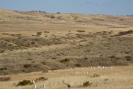 Fallen Soldier Markers. Little Bighorn Battlefield National Monument, MT ©David Gardner
