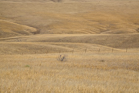 Little Bighorn Battlefield, MT ©David Gardner